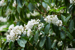 Kalmia angustifolia Candida  
